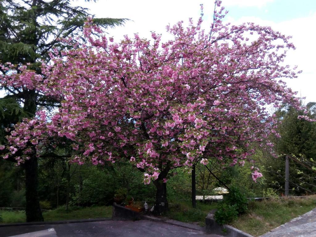 Quinta Das Leiras 圣托·蒂尔索 外观 照片